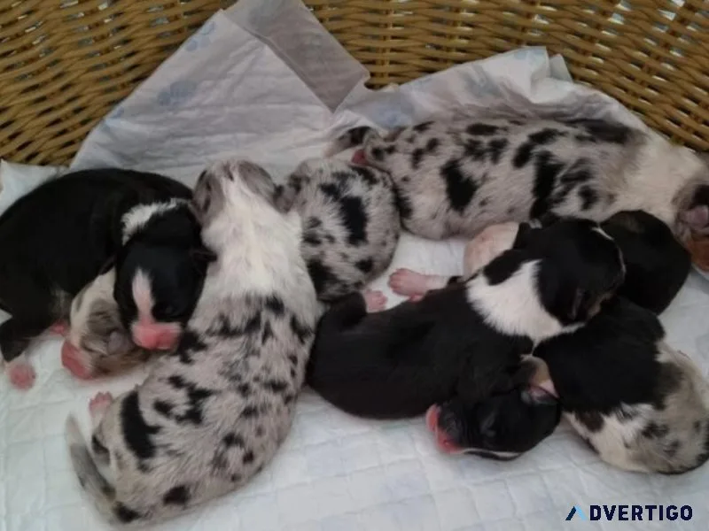 Beautiful Australian Shepherd puppies for sale