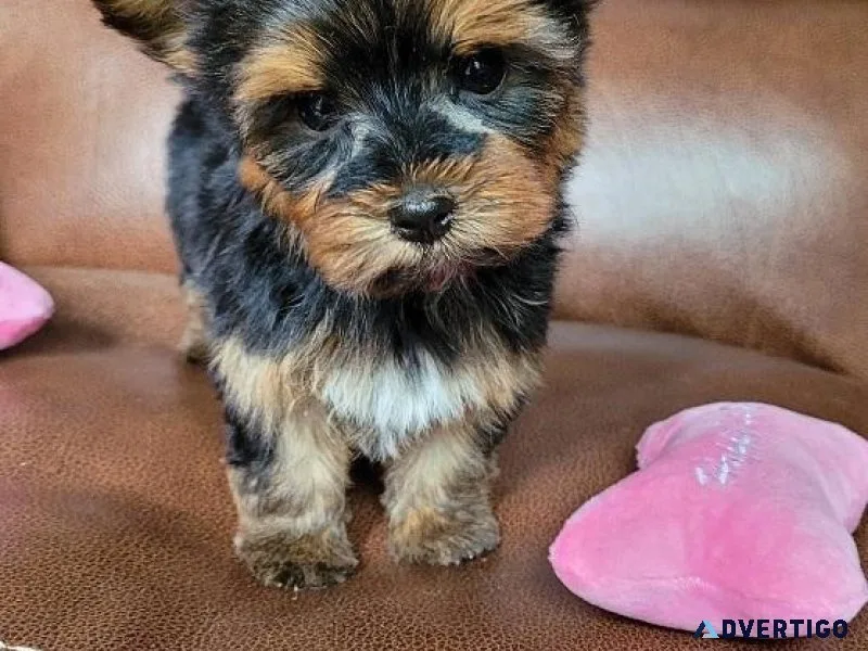 Lovley Yorkie puppies