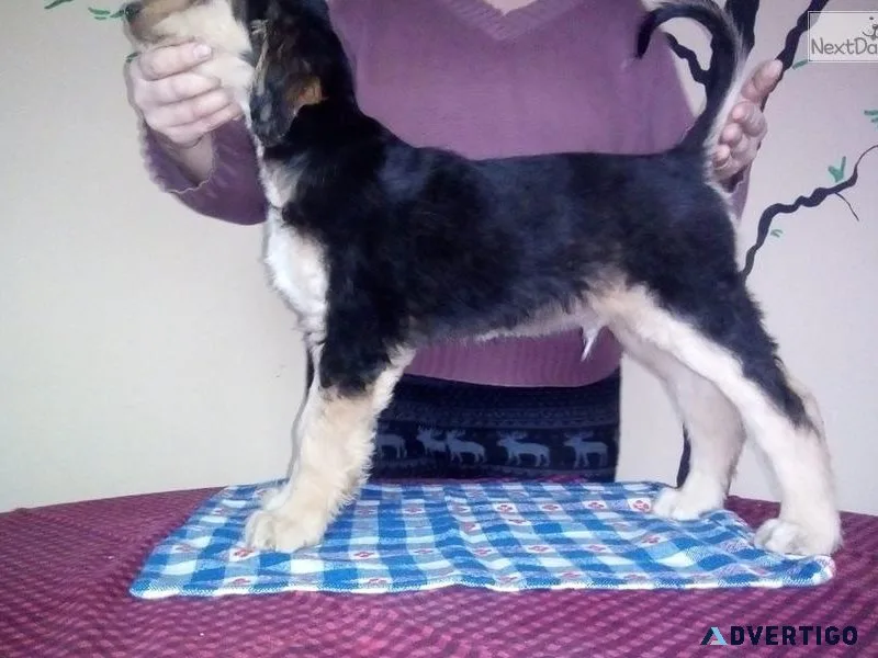 Healthy Afghan Hound puppies available