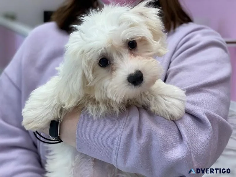 Malti-Poo F1B available