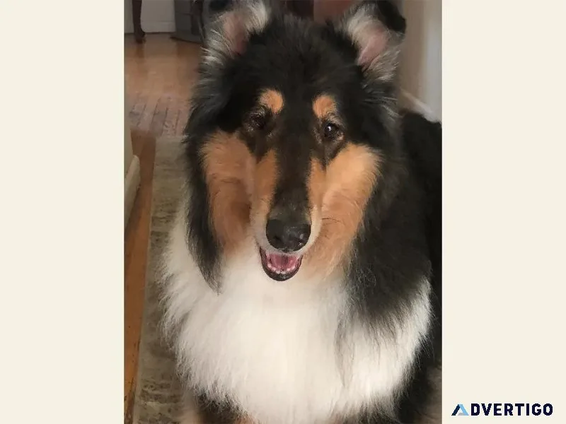 Pet of the Month Flynn The Lodger - Vet Clinic in Markham ON