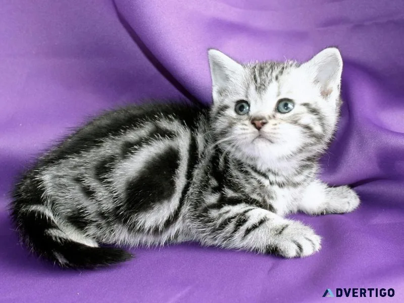 American shorthair kittens for sale.