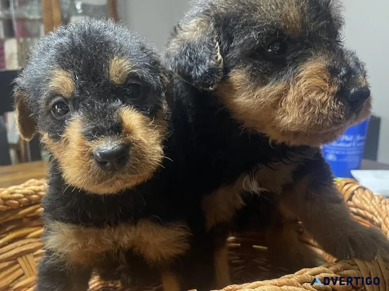 Airedoodles puppies Ready For Their Forever Home