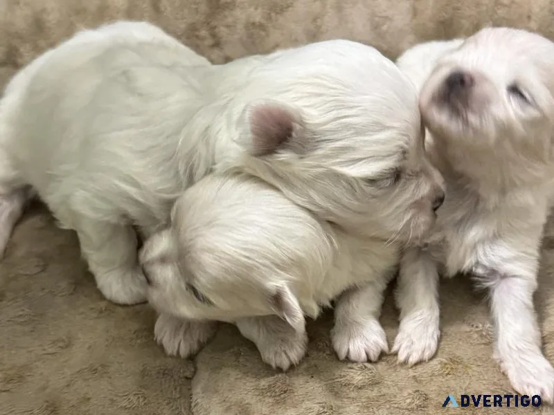 Maltese Puppies For Sale