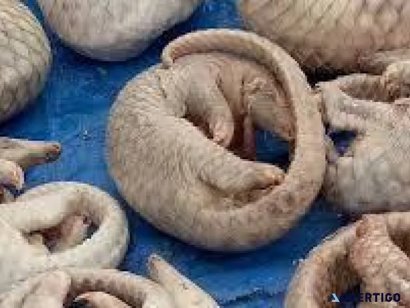 Bebies pangolins and scales for sale