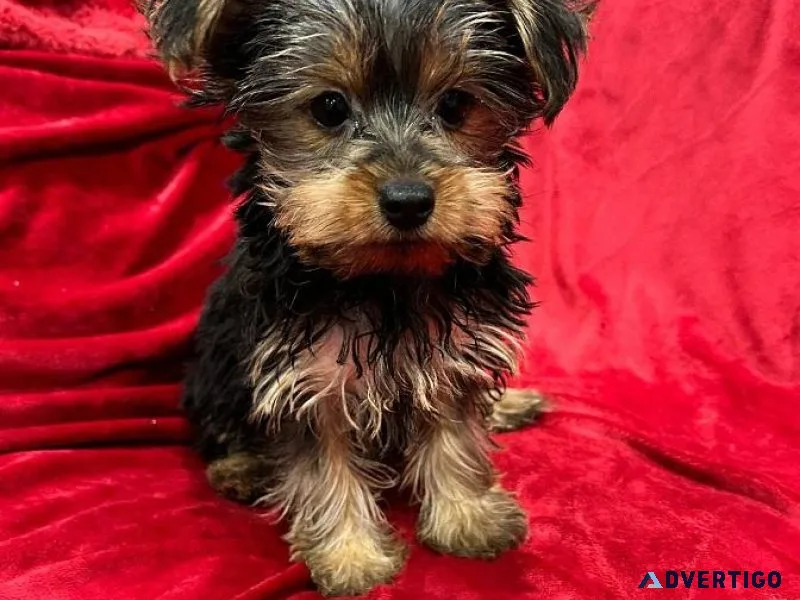 Yorkshire Terrier Pups