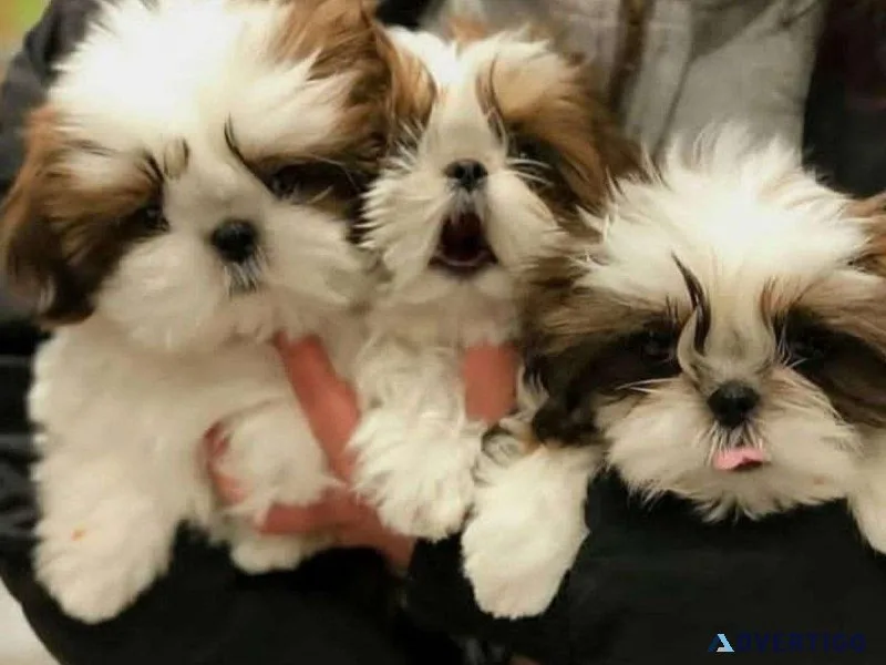 Healthy Shih Tzu Puppies for Rehoming