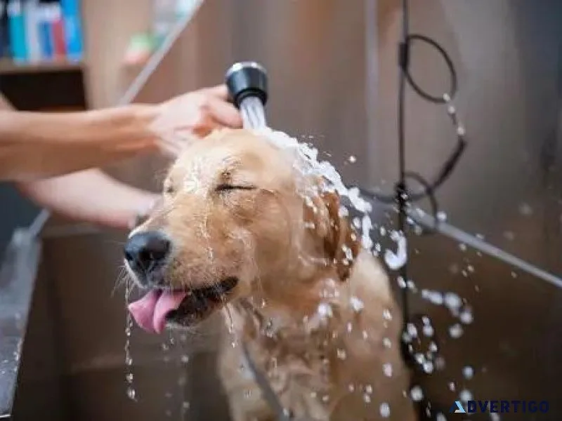 Dog Groomers in Chandigarh Dog Baths Haircuts Nail Trimming