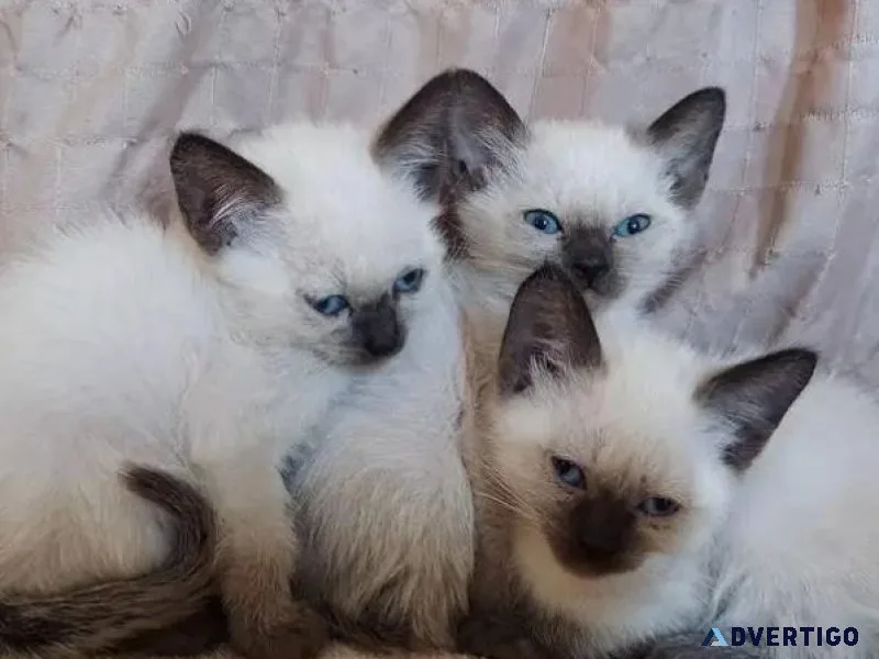 Ragdoll kittens available
