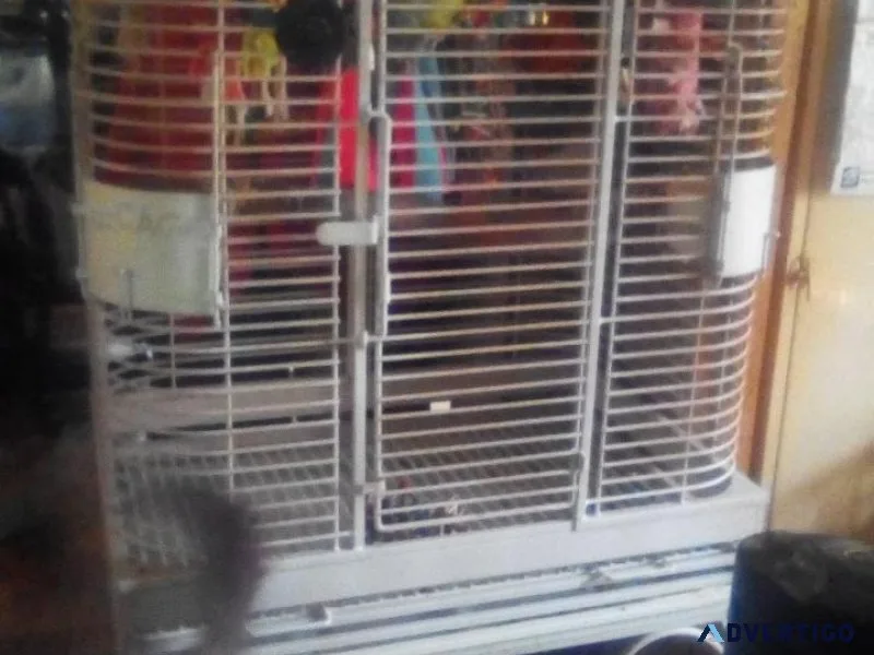 Cali cage for sale