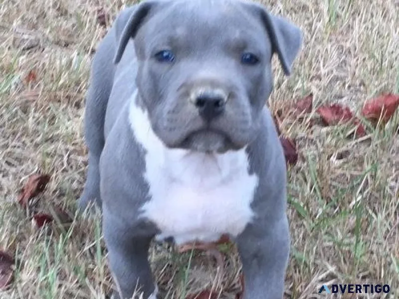 Beautiful American Pit Bull Terrier puppies Available.