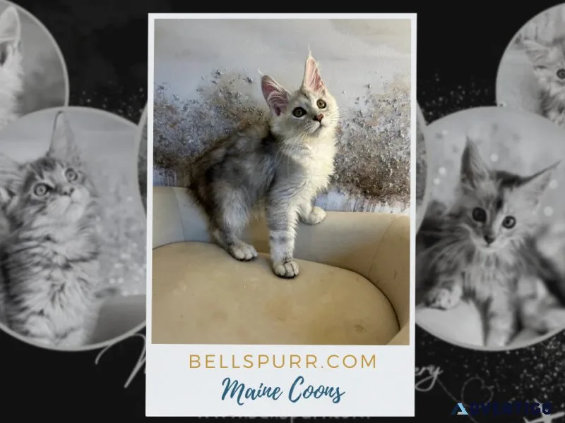 Maine Coon Kittens in Texas