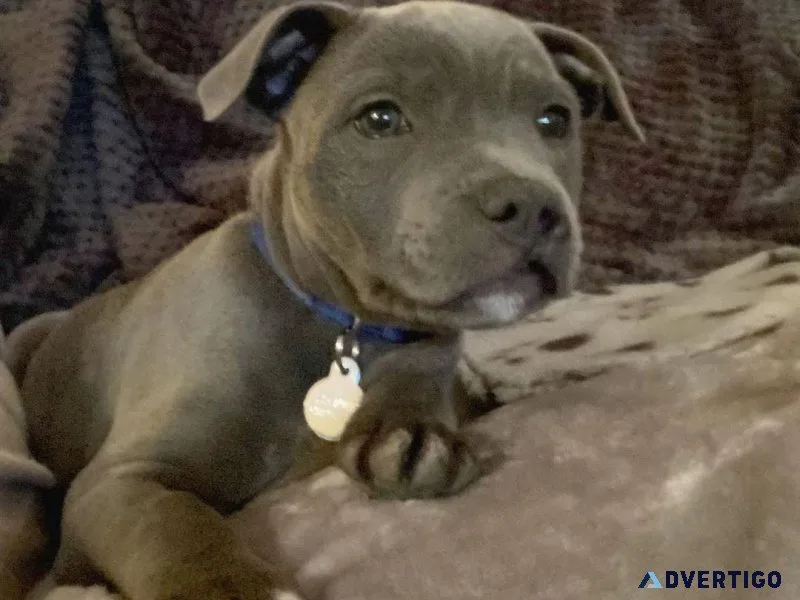 Pure Breed Stafforshire Terrier Puppies
