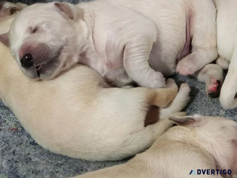Golden retriever puppies