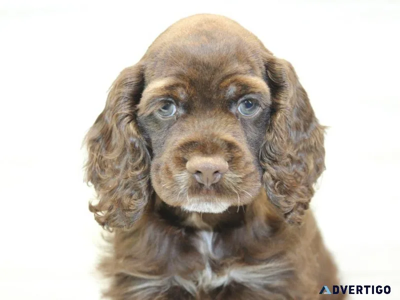 Sweet Cocker Spaniel Pup For Sale