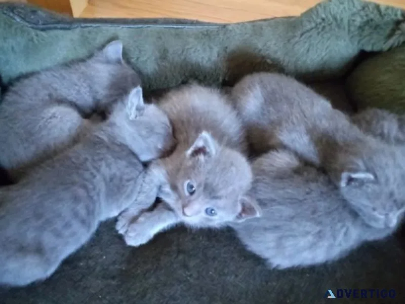 PURE Russian Blue Kittens