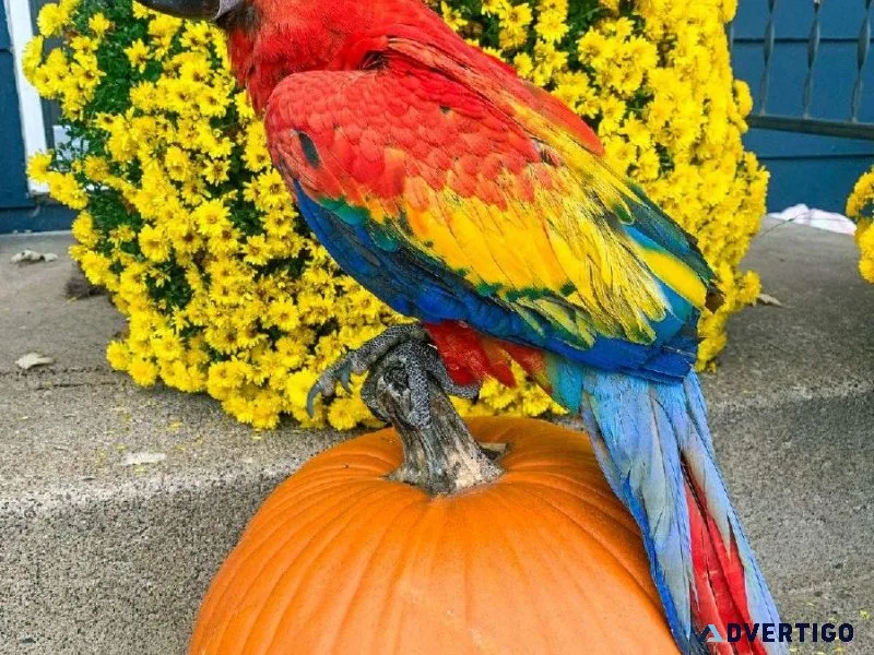 Super Friendly Scarlet Macaws For Sale With Accessories.