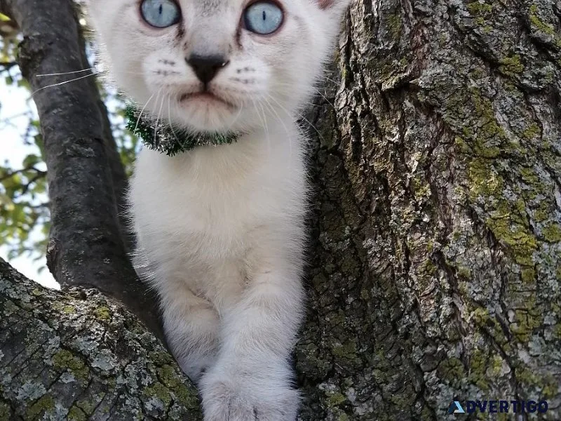 Traditional Siamese Lynx Point
