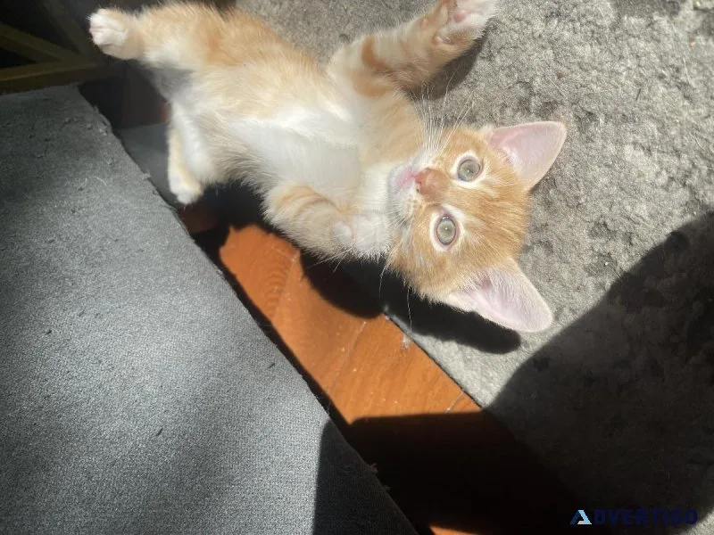 Mixed orange ragdoll kitten