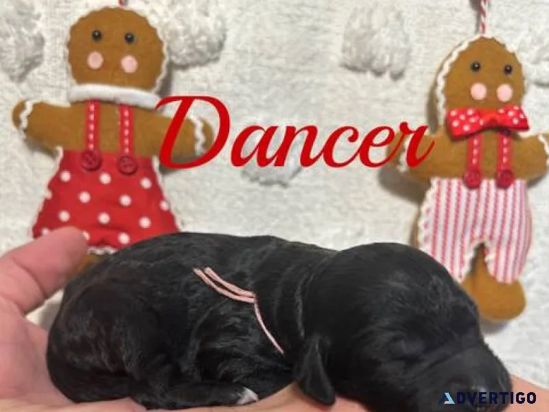 Goldendoodle puppies