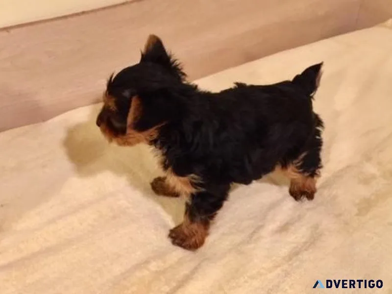 Charming Yorkshire Terrier Puppies