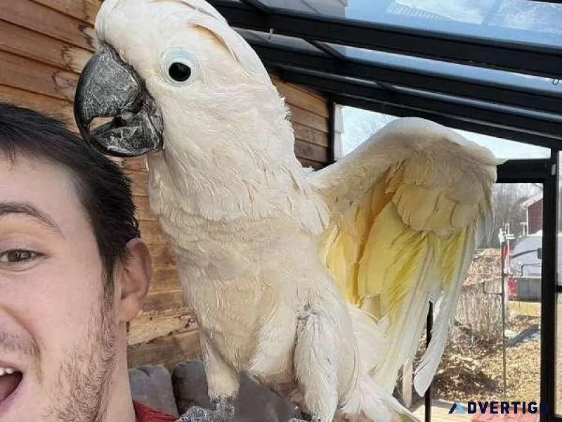 VBK Cockatoo Parrots for sale.