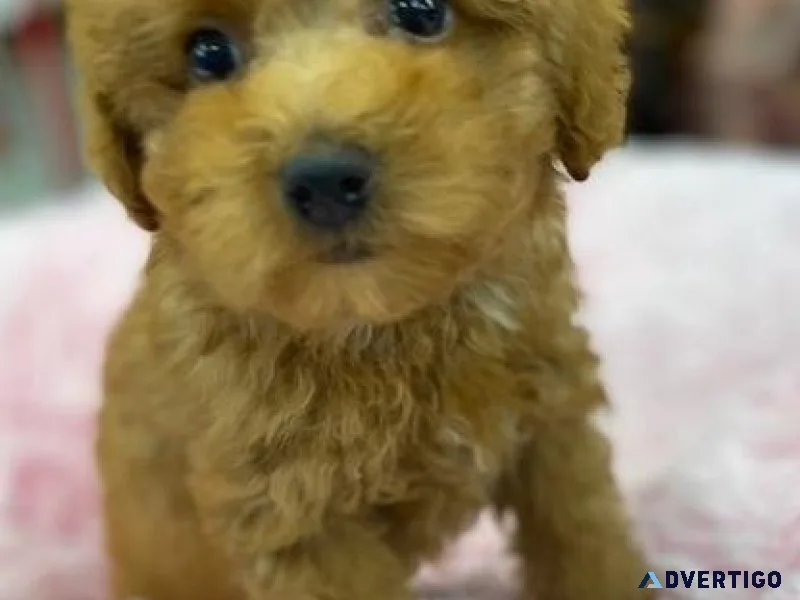TOY POODLES .. last 2 left to rehome