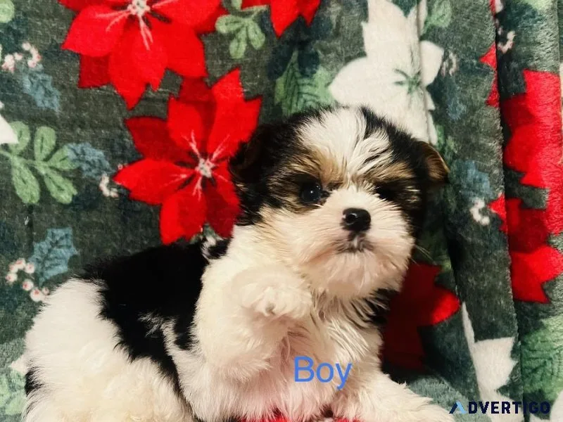 Yorkie Biewer male and female