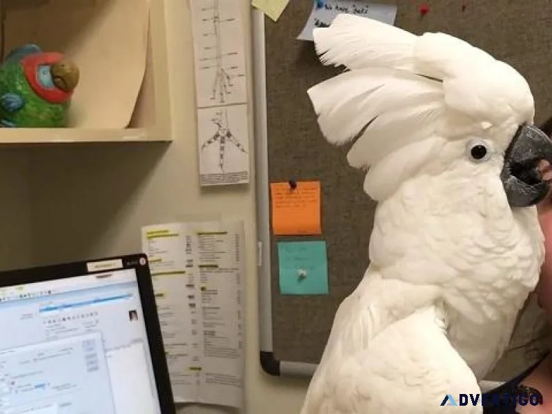 Lovely Cockatoos available now