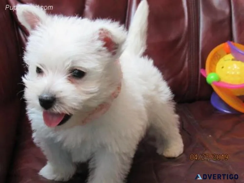 Healthy West Highland White Terrier Puppies For Sale