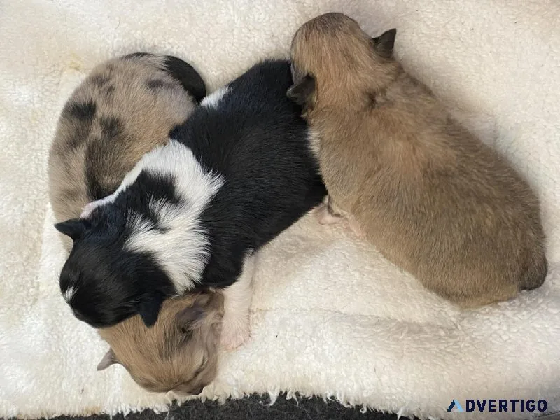 Adorable Pomeranian Tiny Babies