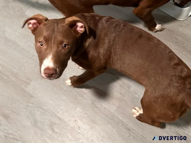 Pit mix puppies