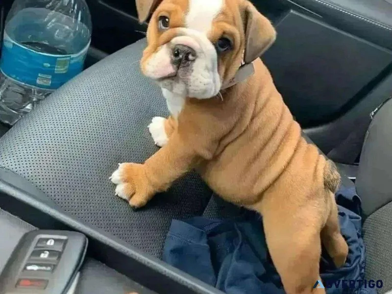 Healthy English Bulldog Puppies Available