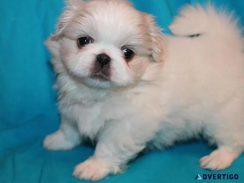 AKC Registered Pekingese Puppies