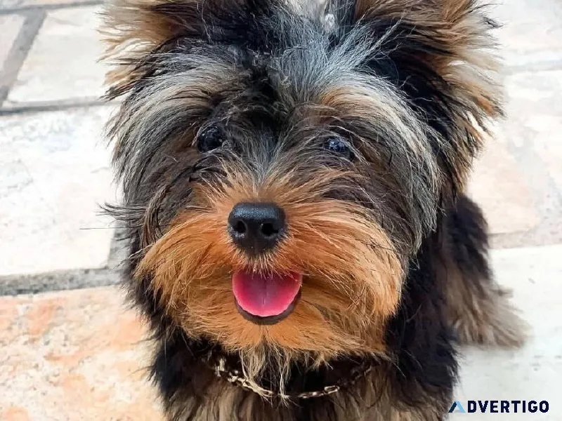 Spoon Seizez Yorksgire Terrier Puppies