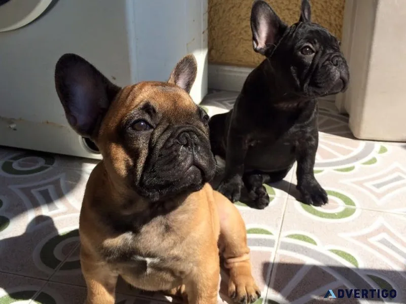 French bulldog