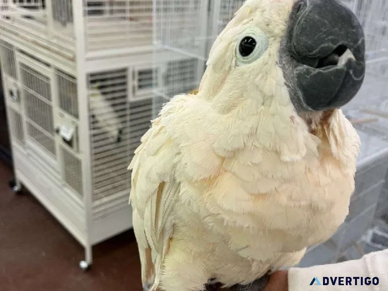 Pair of Moluccan Cockatoos Includes Cage