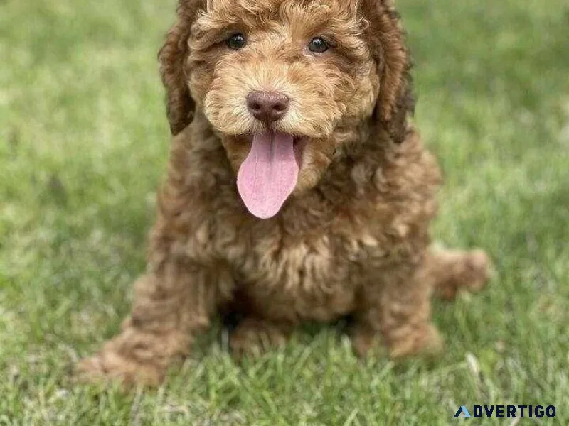 BEAUTIFUL teddy bear looking LABRADOODLE pup