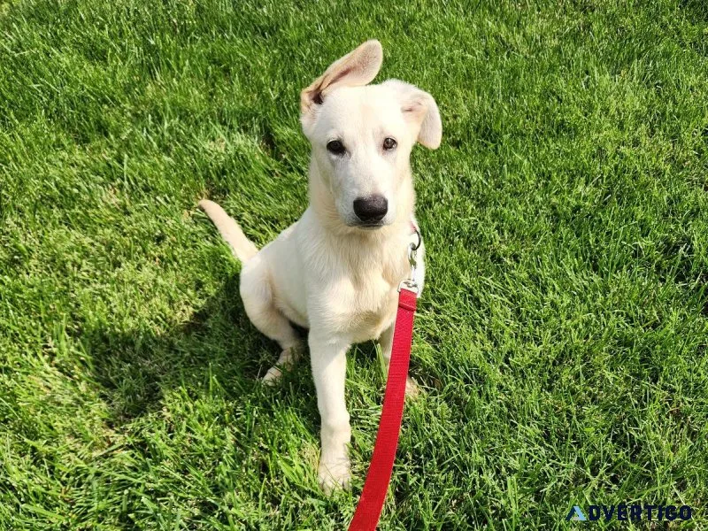 AKC WHITE GERMAN SHEPHERD PUPPY