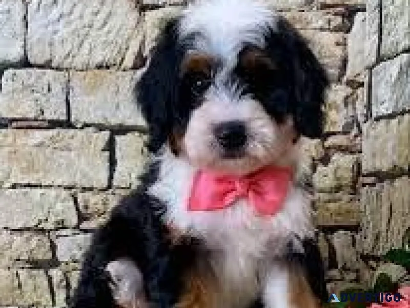 Micro mini bernedoodles ready to go