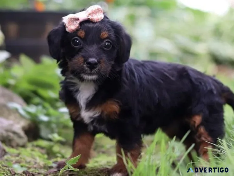 AKC Yorkie Poo Puppies available and ready
