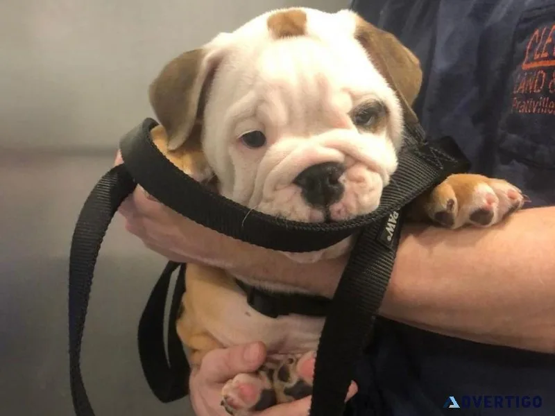Bulldog puppies for rehoming near me