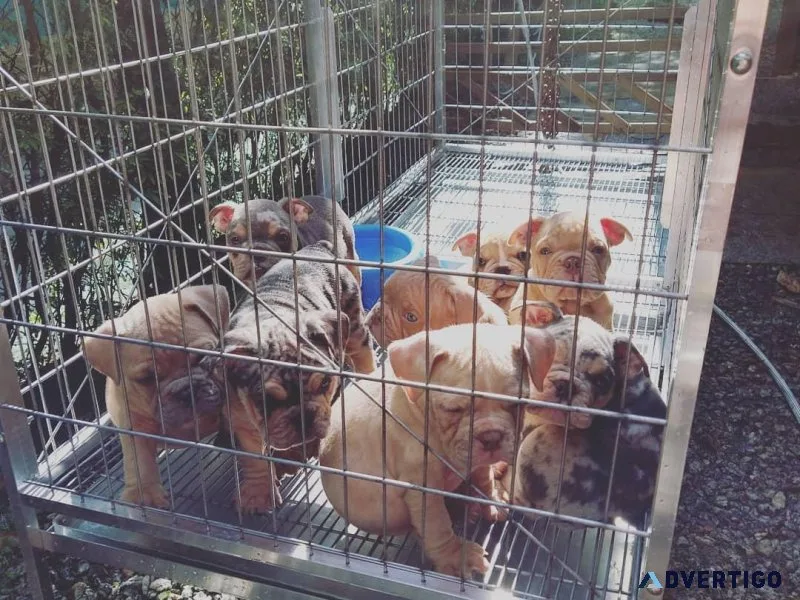 8weeks old cute bullies for sale shipping anywhere in the world