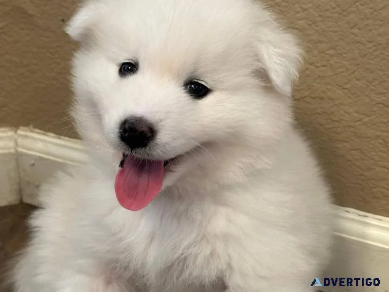 Available  Samoyed