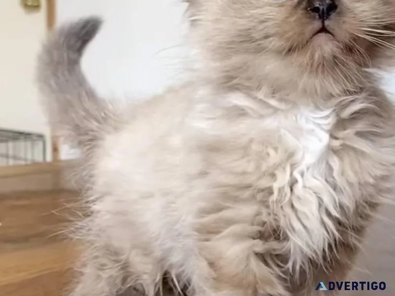 %%Purebred ragdoll kittens