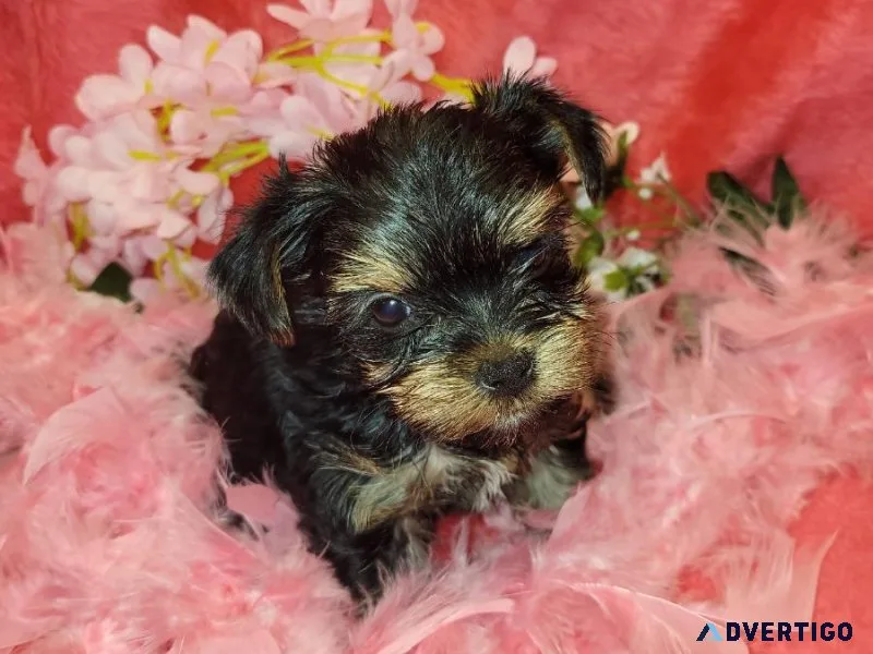 Yorkie female Tulip