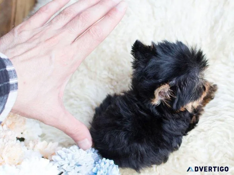 Cutes Yorkie Puppies for sale