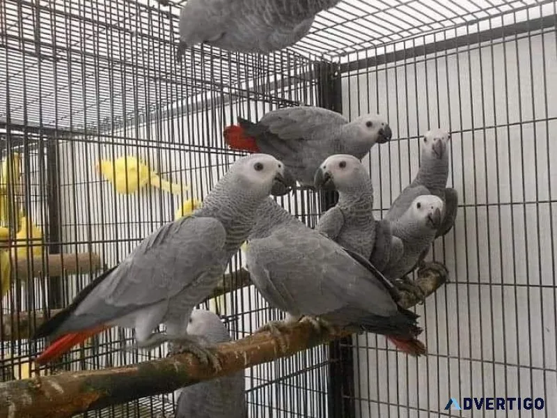 Fantastic raised African Grey parrots For Sales.