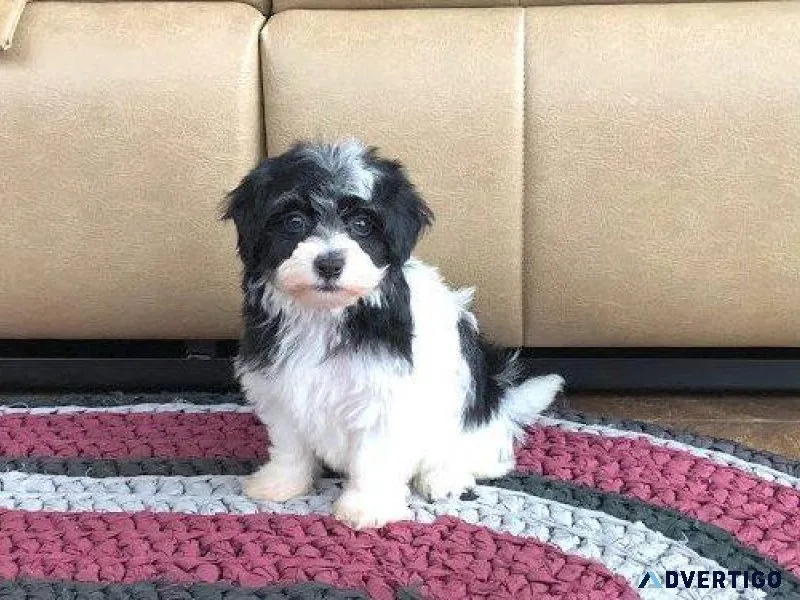 Adorable Havanese puppies for lovely homes