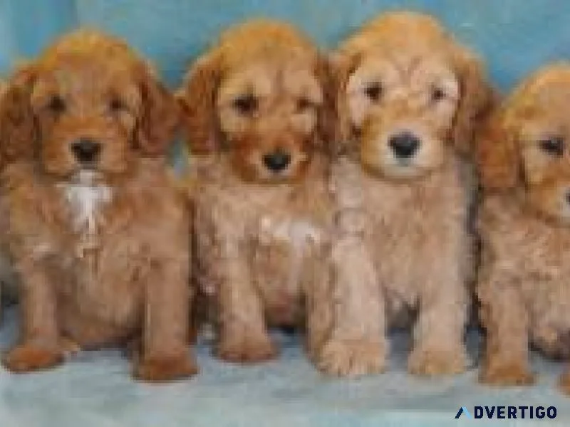 1st Generation Labradoodle Puppies